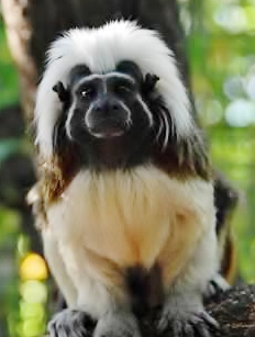 Cotton-top Tamarin