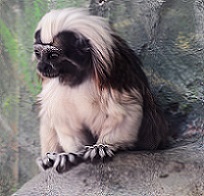 Cotton-top Tamarin