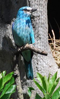 European Roller