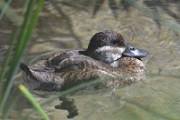 Ruddy Duck