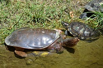 Florida Softshell Turtle