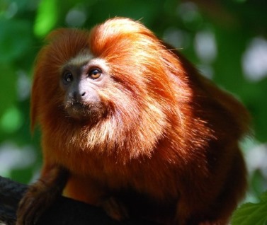 Golden Lion Tamarin