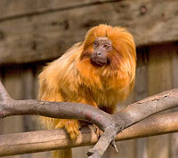 Golden-lion Tamarins