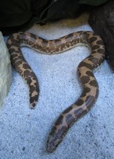 Kenyan Sand Boa