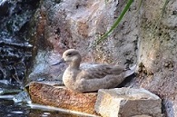 Marbled Teal