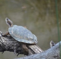 Pacific Pond Turtle