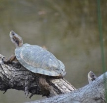 Pacific Pond Turtle