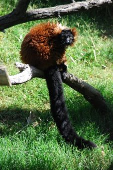 Red Ruffed Lemur