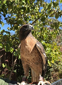 Red-tailed Hawk