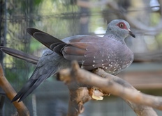 Speckled Pigeon