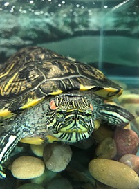 Red-eared Slider