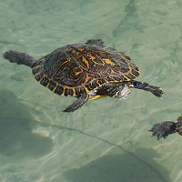 Yellow-bellied Slider