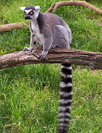 Lemur