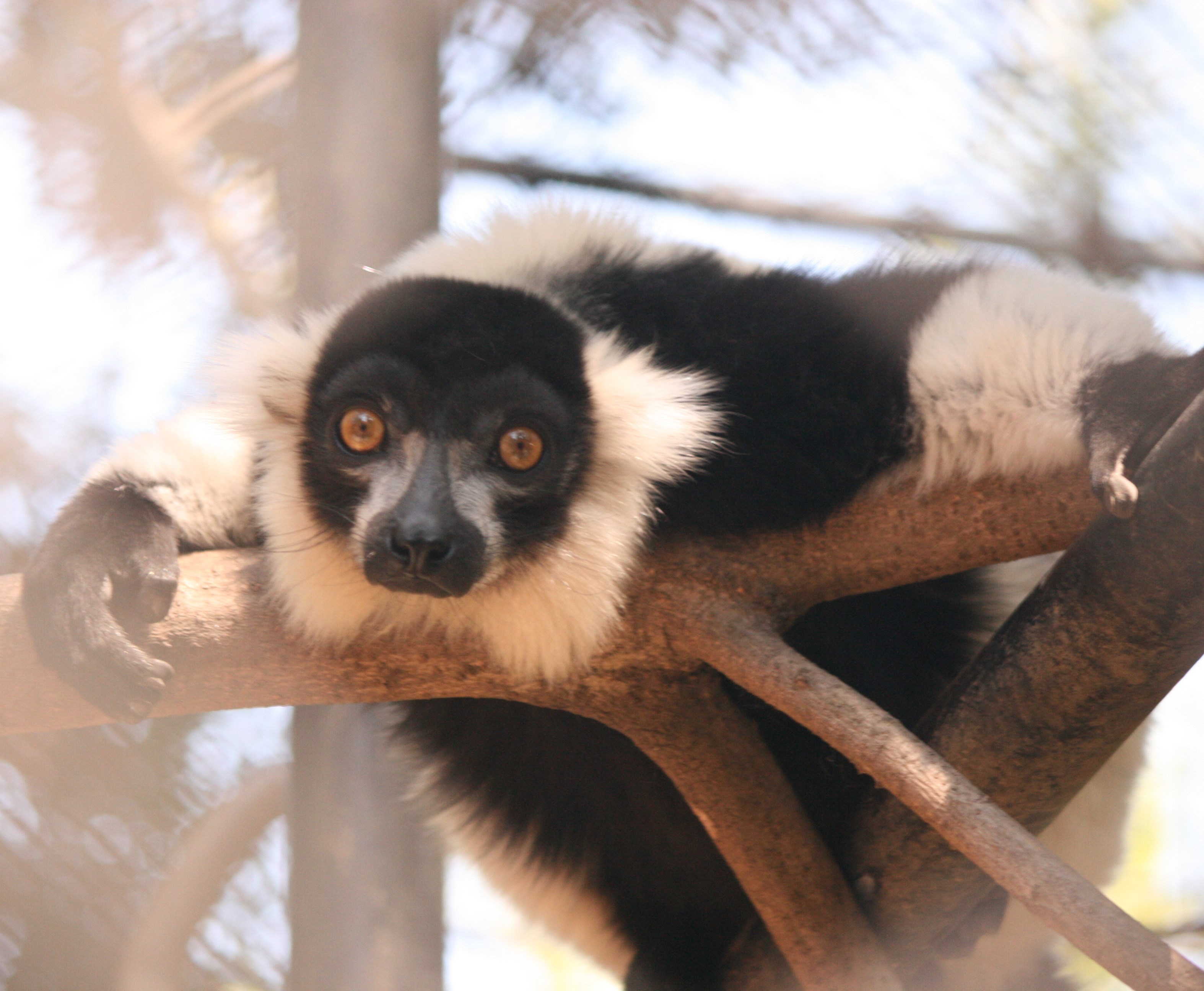 Animal & Conservation Micke Grove Zoo San Joaquin County Parks & Recreation