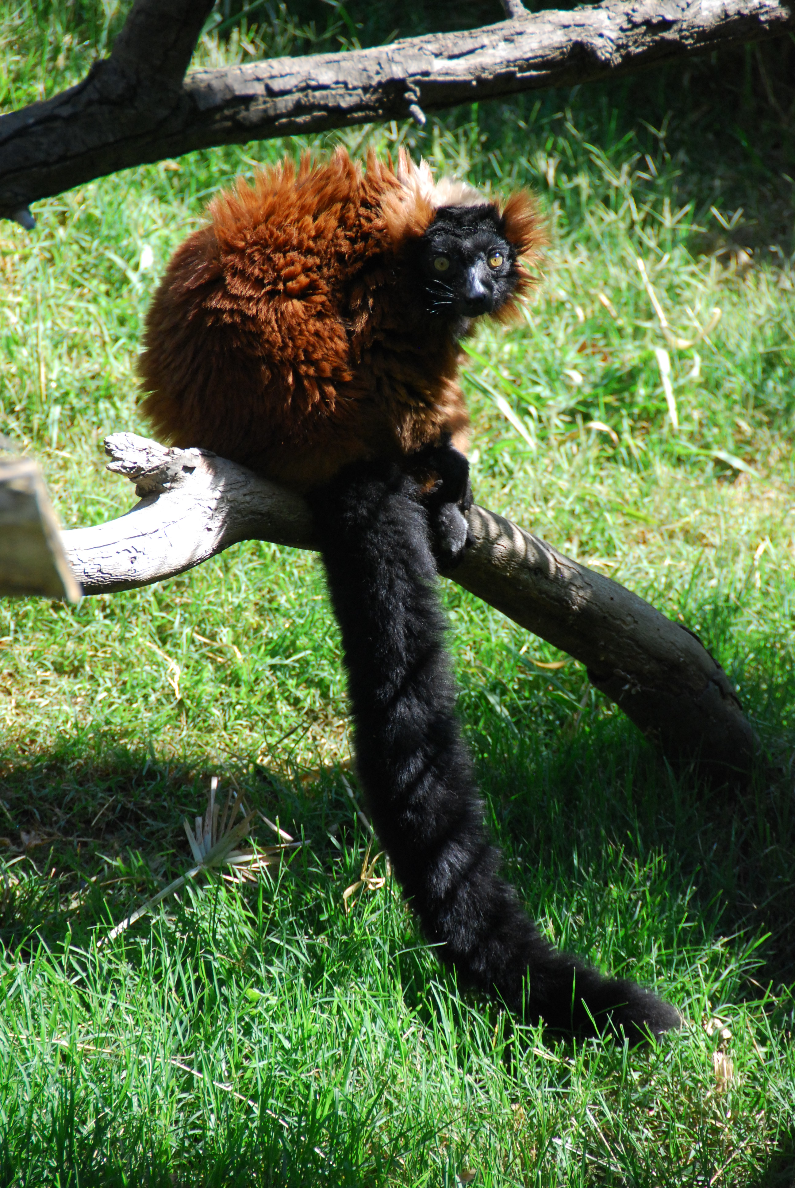 Animal & Conservation Micke Grove Zoo San Joaquin County Parks & Recreation
