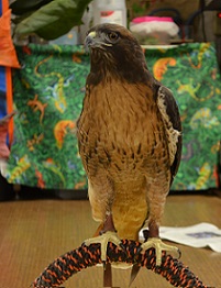 Red-tailed Hawk