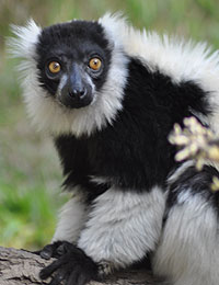 Lemur