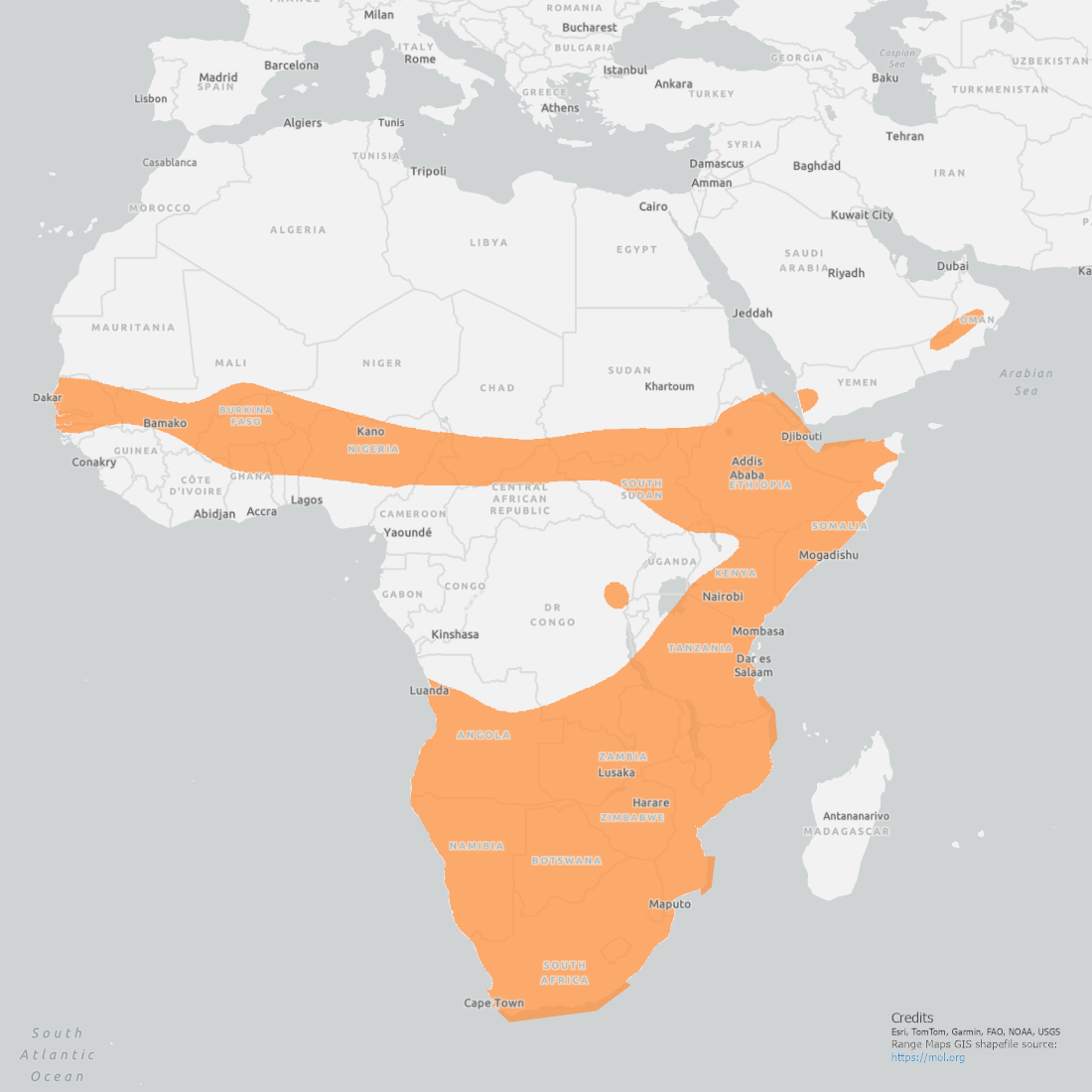 Cape Thick-Knee Range Map showing the southern tip and a band from Dakar to Mogadishu in Africa.