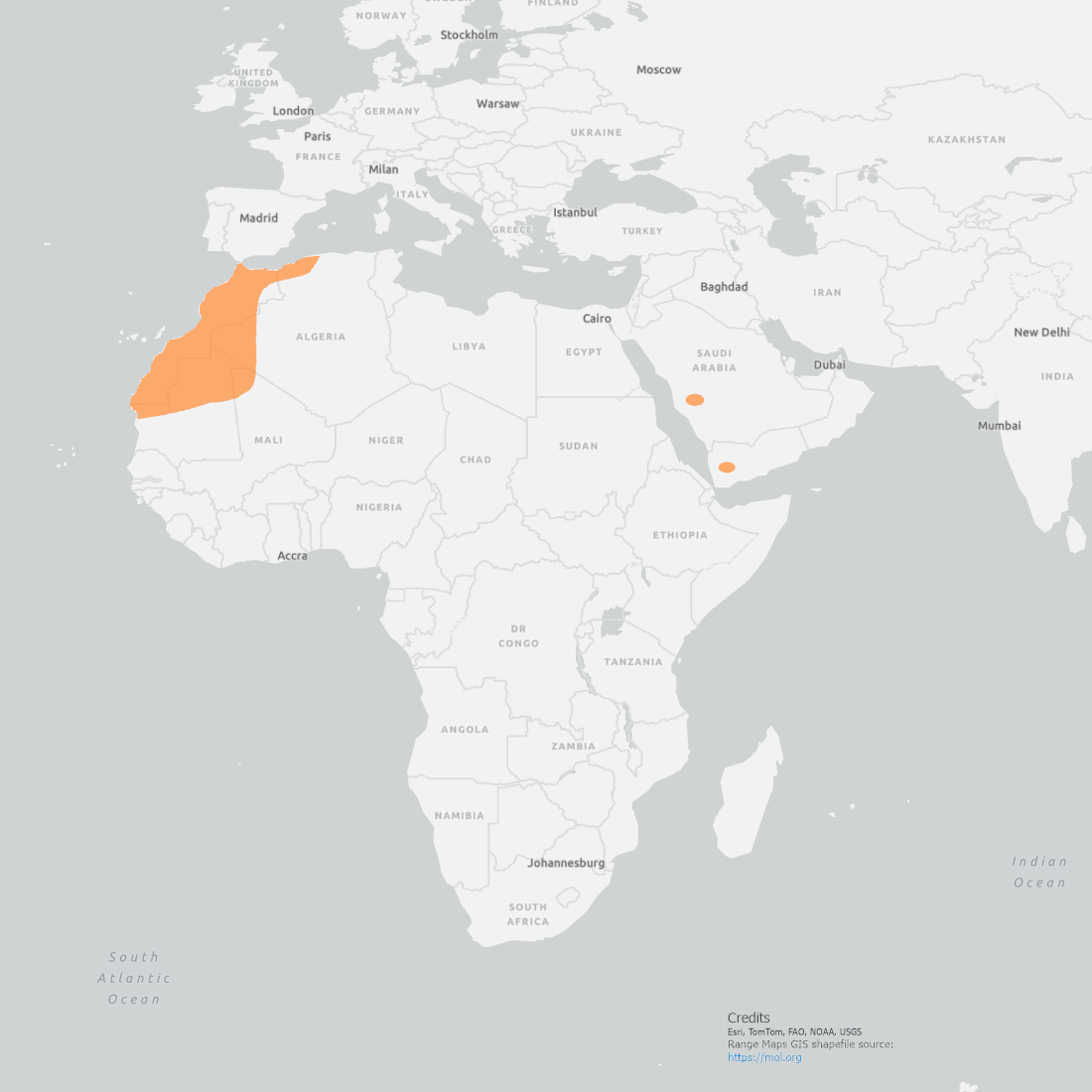 Northern Bald Ibis Range Map showing the NorthWest corner of Africa and small pockets in Saudi Arabia and Yemen