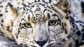 Trini laying on rocks.