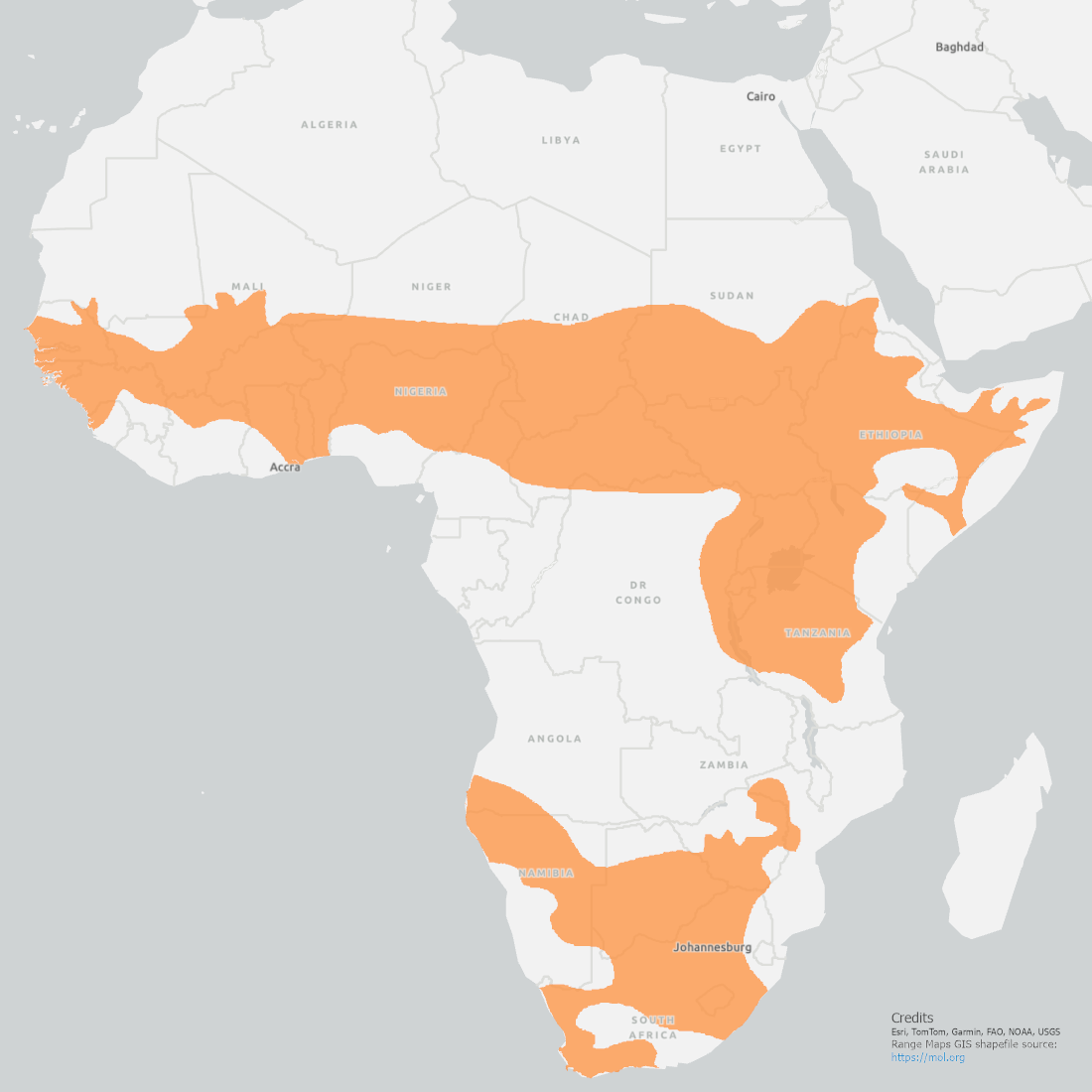 Speckled Pigeon Range Map with a band across Africa from Dakar to Mogadishu down to Tanzania and coverage of the southern tip of Africa.