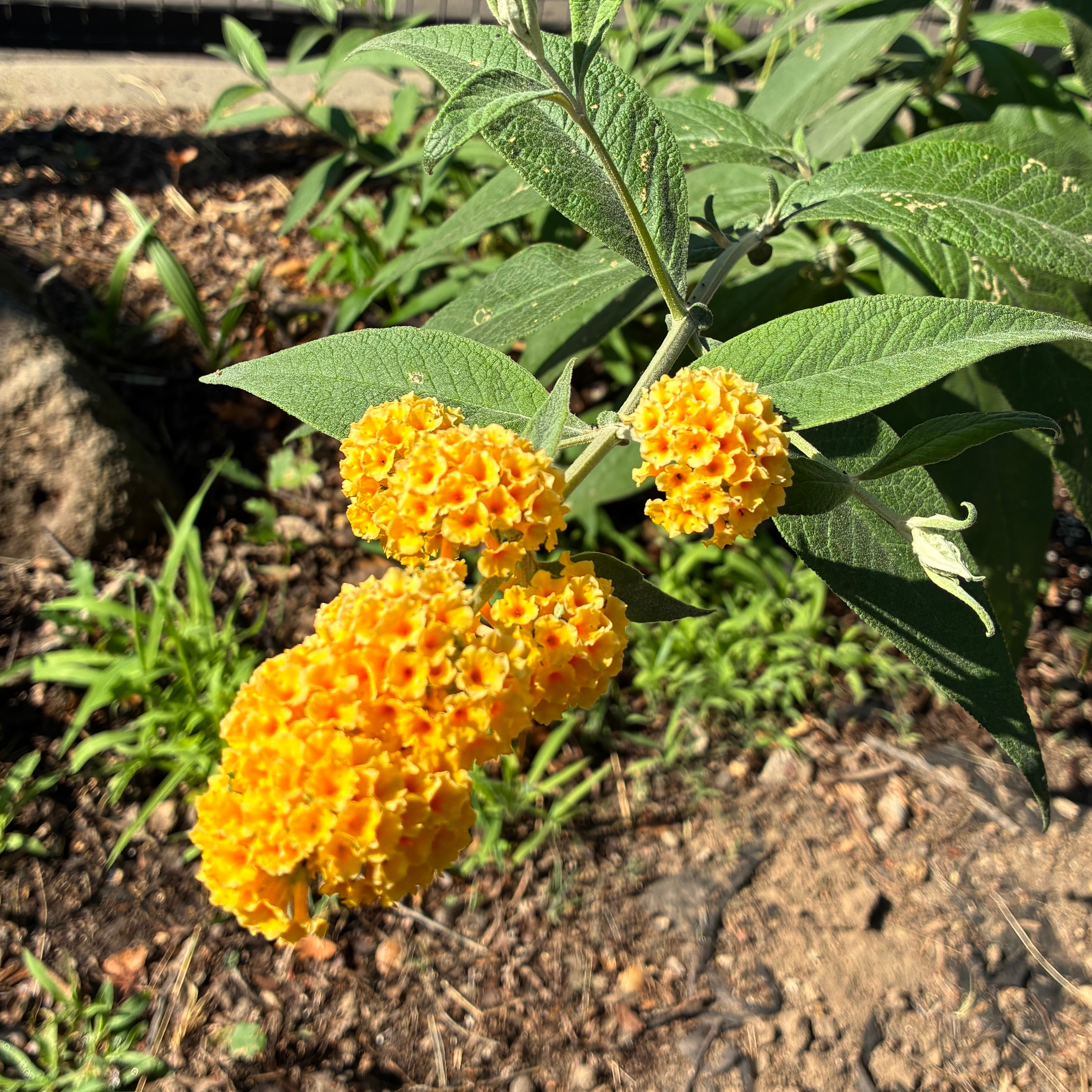 Butterfly_bush(YELLOW)3