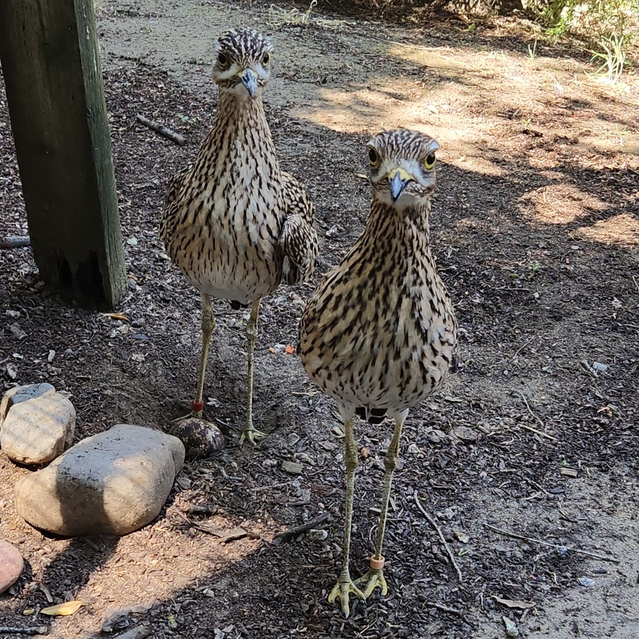 Two Cape Thick-knees with light brown feathers marked with dark brown flecks, long legs and a yellow topped to brown beak
