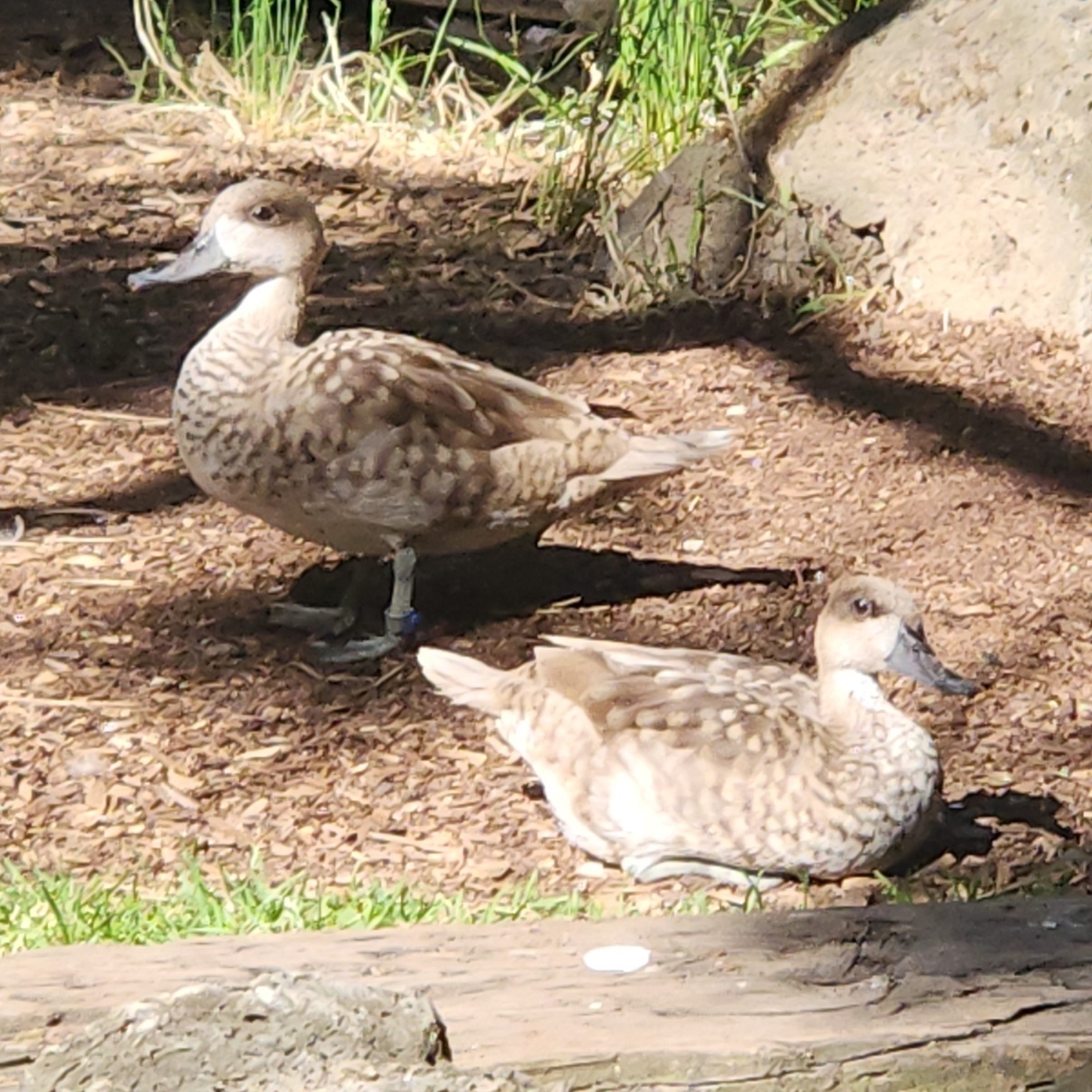 Two Marbled Teal ducks showing mostly brown feathers with mottled white spots.