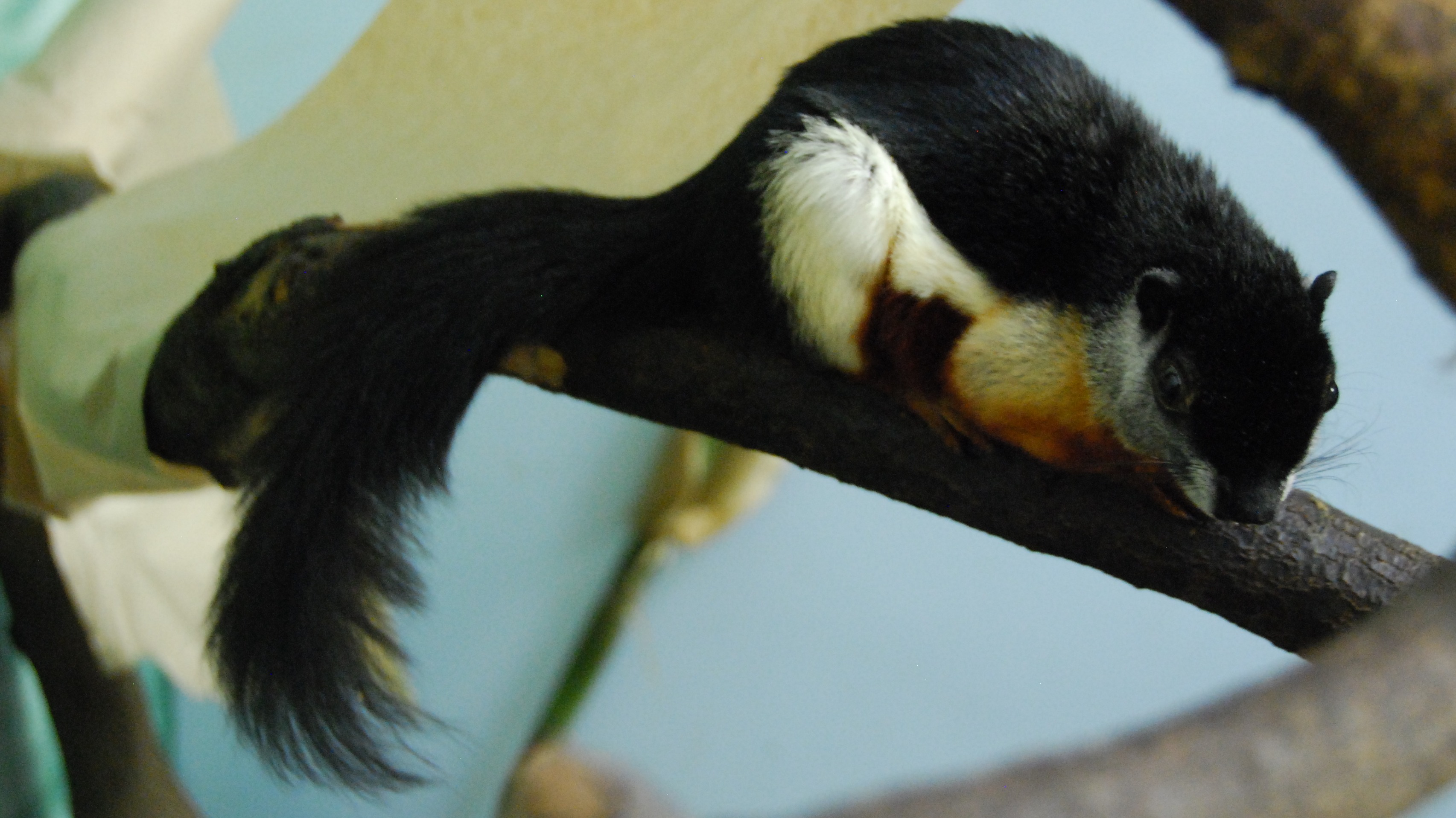 Prevost's Squirrel sitting on a branch with mostly black fri with white and brown on its sides and belly.