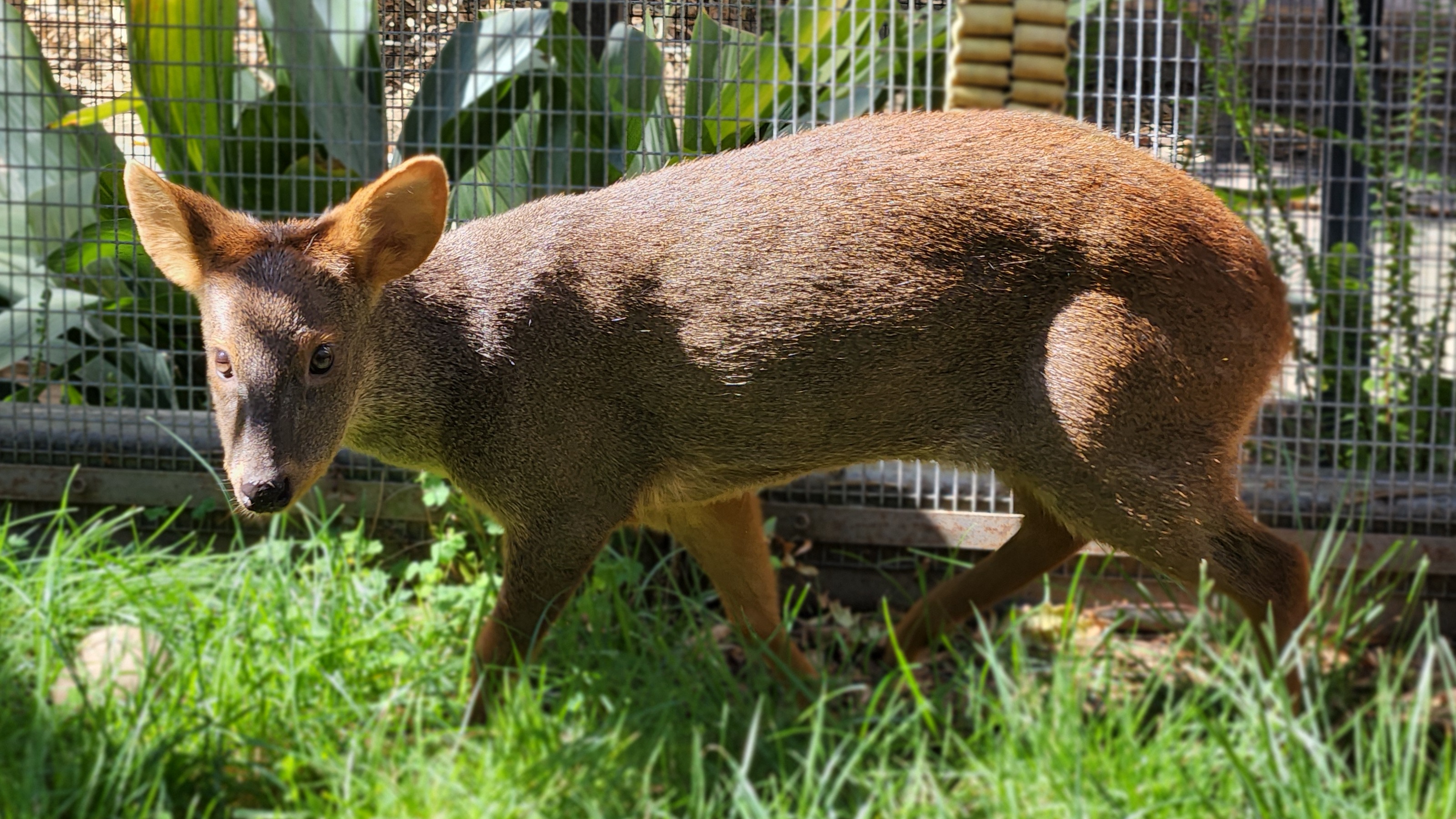 Southern Pudu in its habitat standing in grass