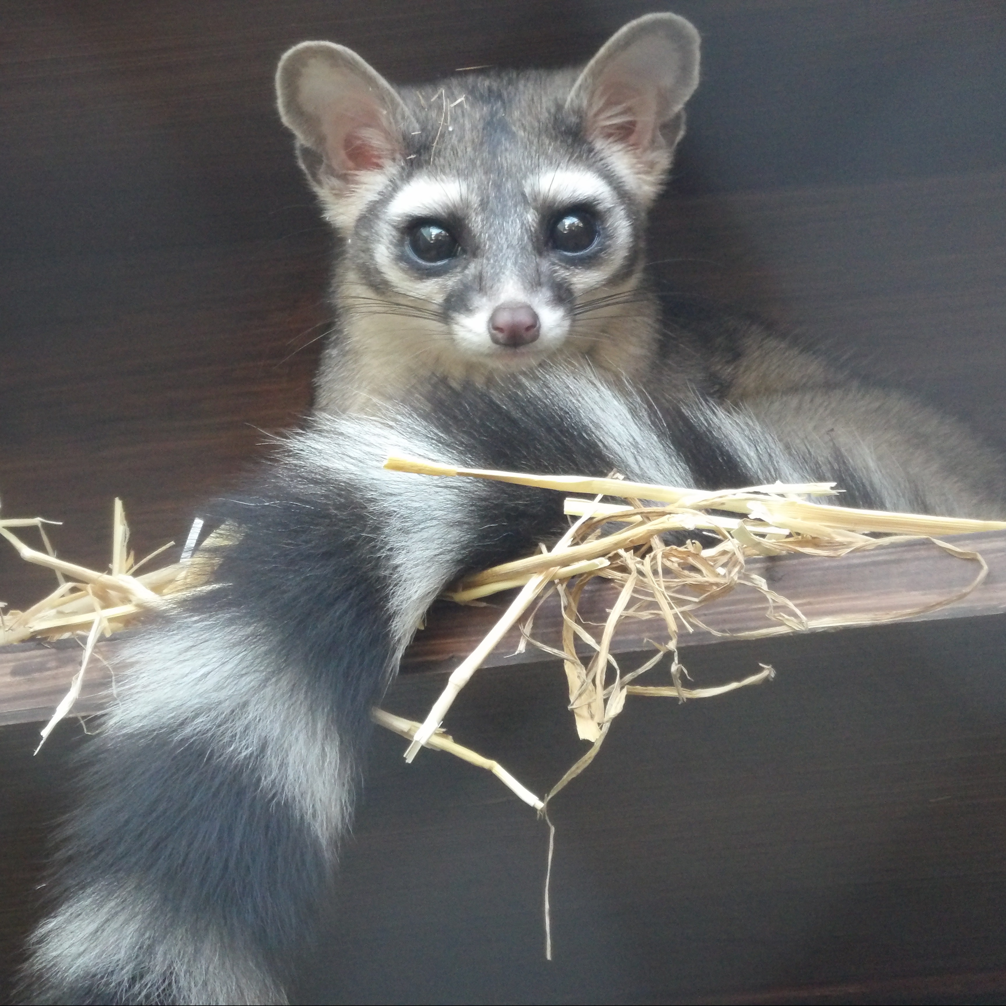 Ringtail sitting in straw
