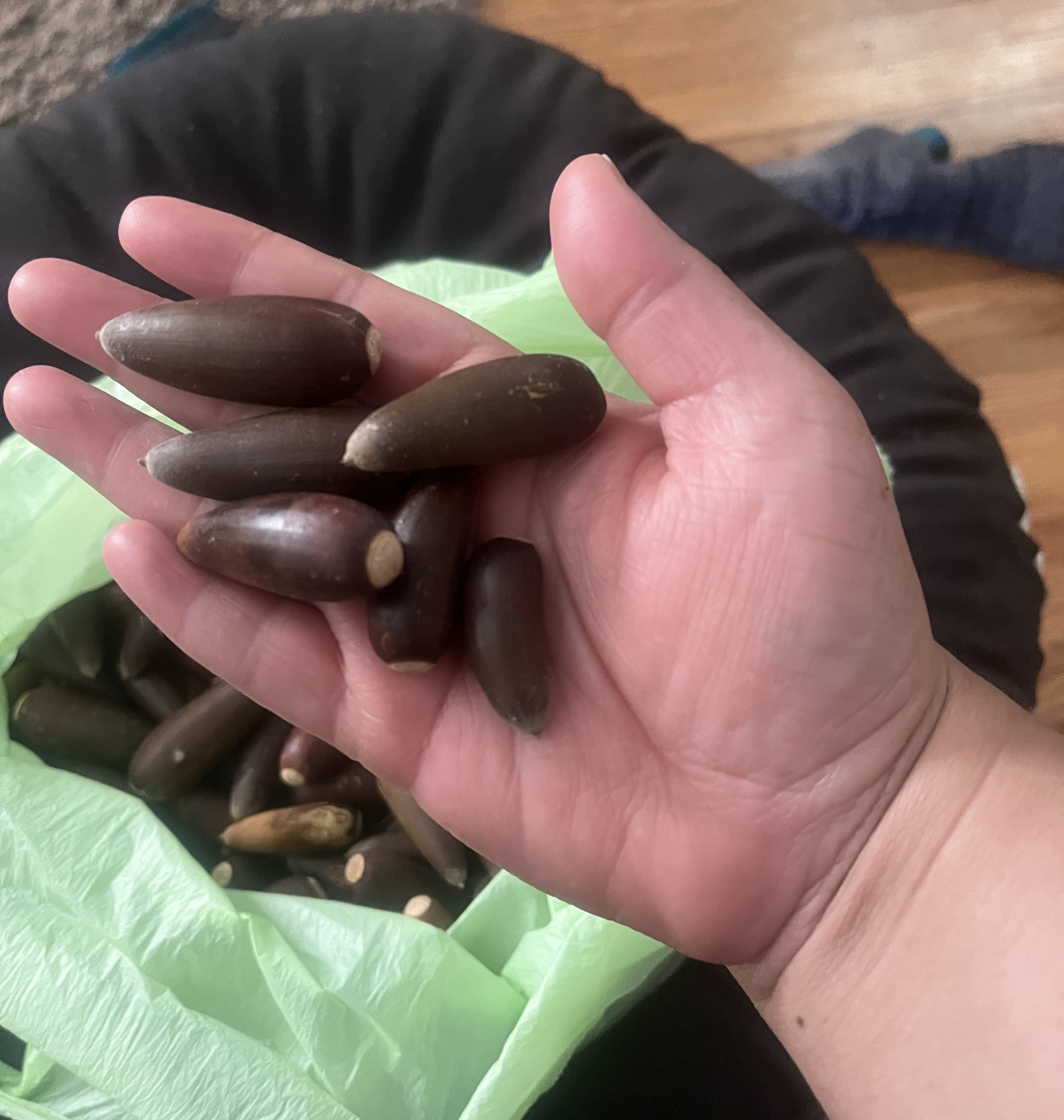 Valley Oak acorns held in the hand showing their long and perpendicular tapering shape from the cap to the tip