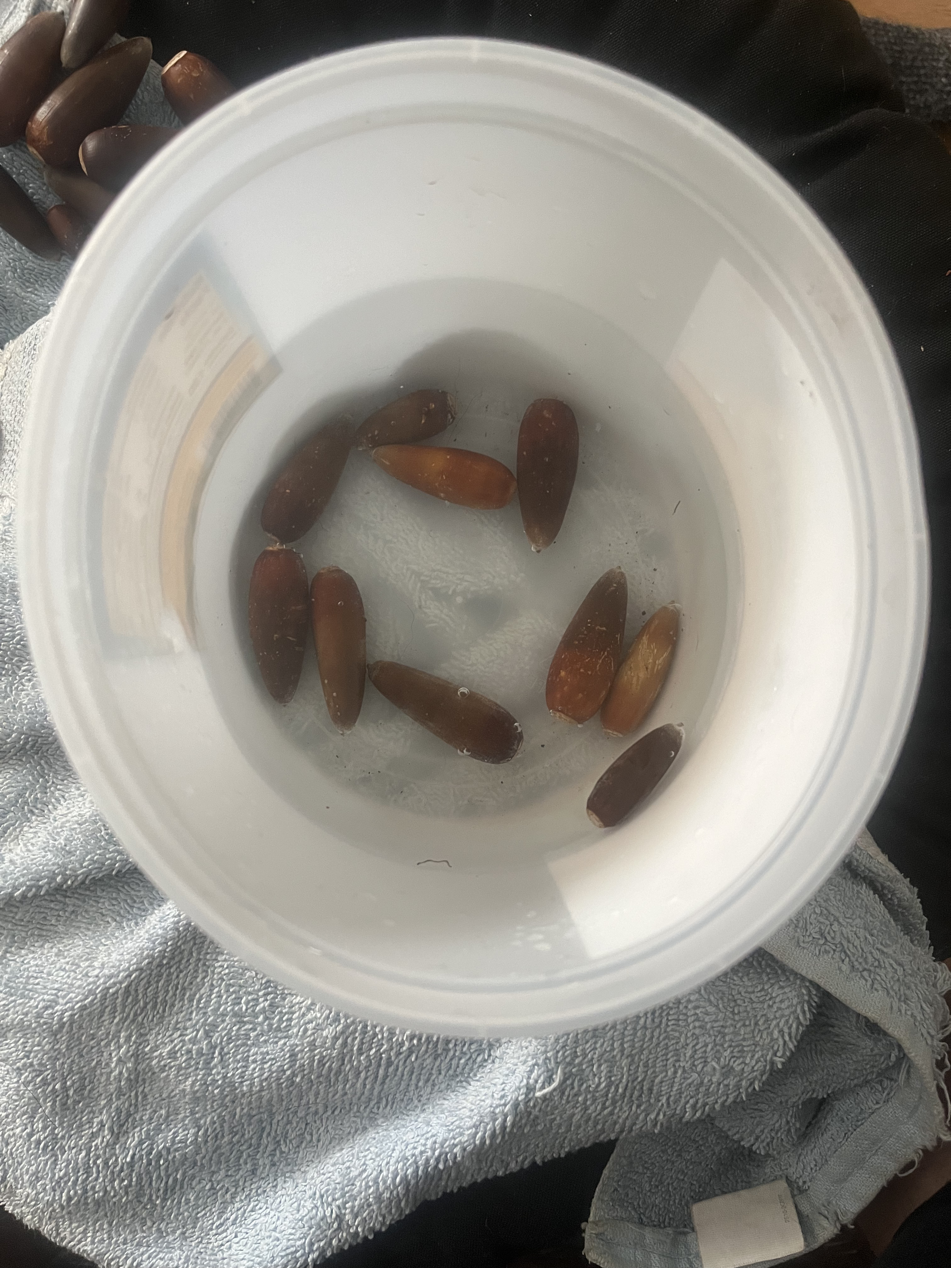 Acorns placed in a plastic container of water, healthy acorns will float on the water.
