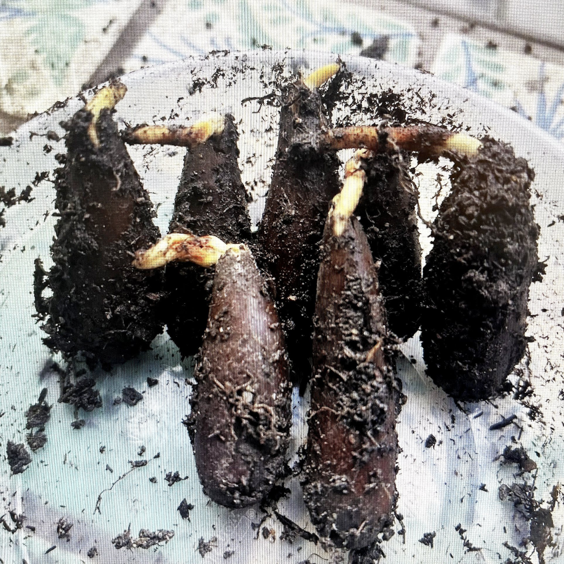 Valley Oak acorns that have stated to germinate are displayed on a plate.